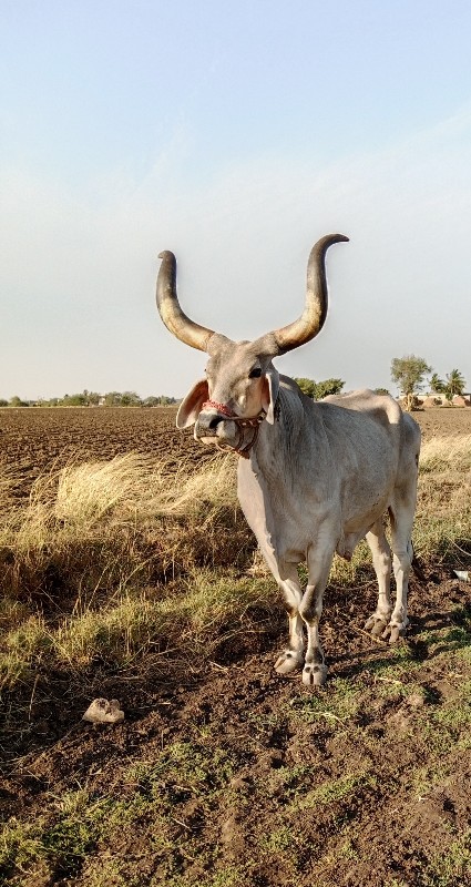 બળદ વેચવાનો છે