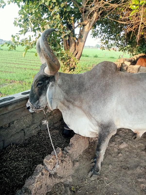 બળદ વેશવાનો શે