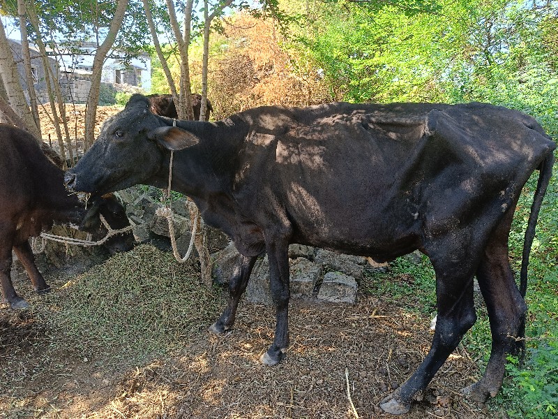 આ પેલું વેતર બે...