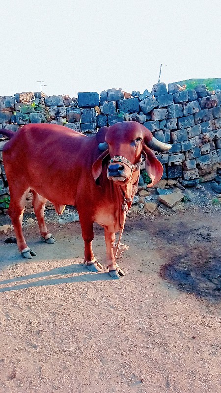 ગાય વેસવાની સે