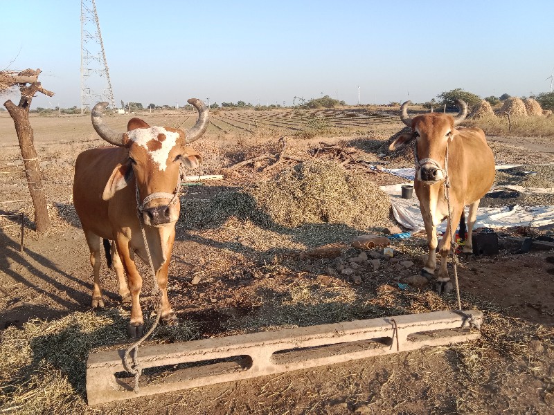 બળદ વેચવાના છે