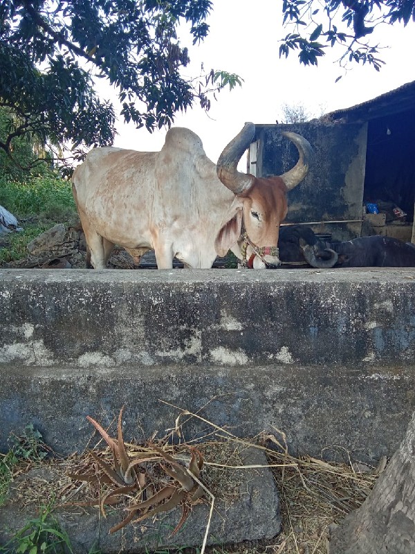 સાવ સોજા છે