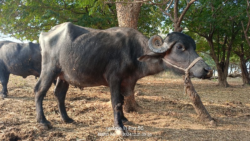 ભેશ વેચ વાની છે