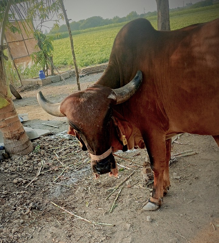 ગાય વેચવાની છે...