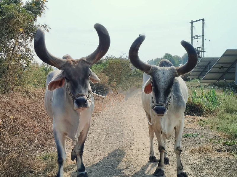 બળદ વેચવા ના છે...