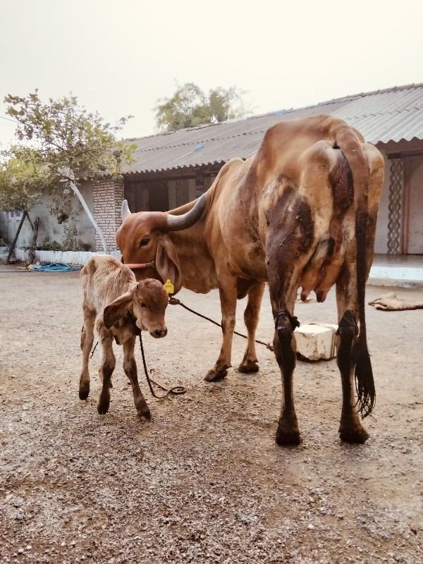 દેસીવોડકીવેસવાન...