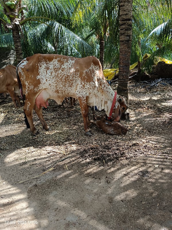 ગિર ગાય