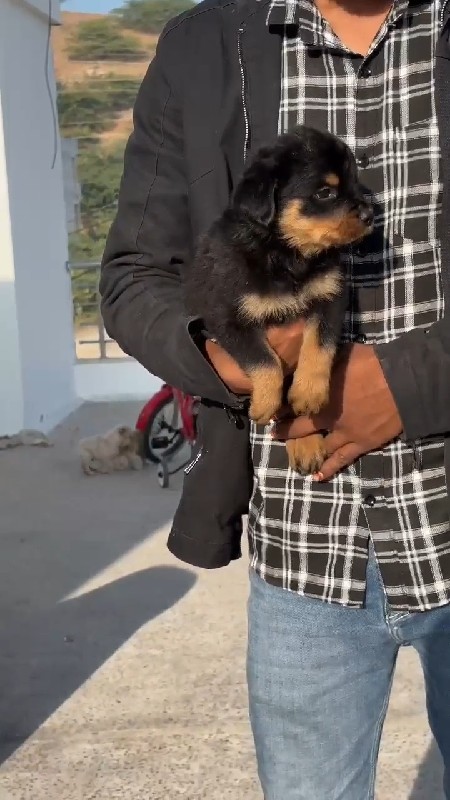 Rottweiler male