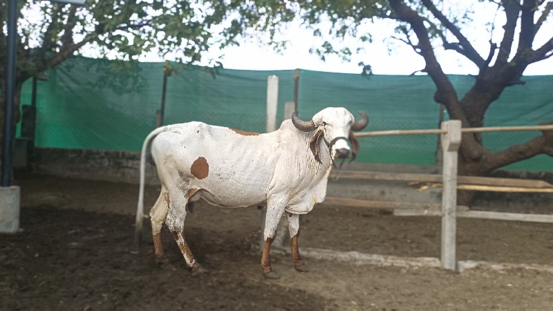 ગાય વેચવાની છે