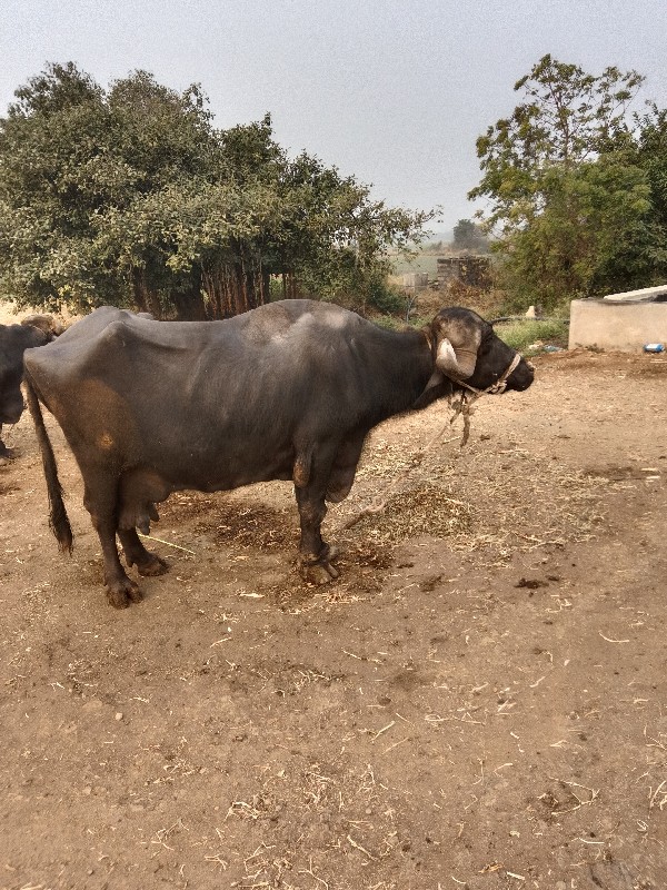 ભેંશ વેચવાની છે