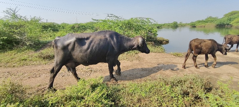 ભેંસ વેચવાની છે