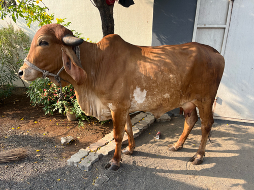 ગાય આપવા ની છે