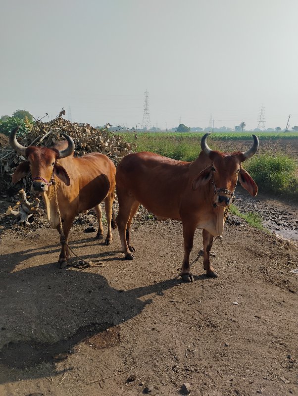 ગોઢલા વેચવાના છ...