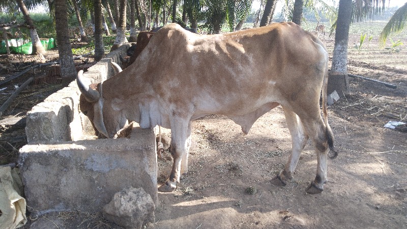 બે વાવણી કરેલા...