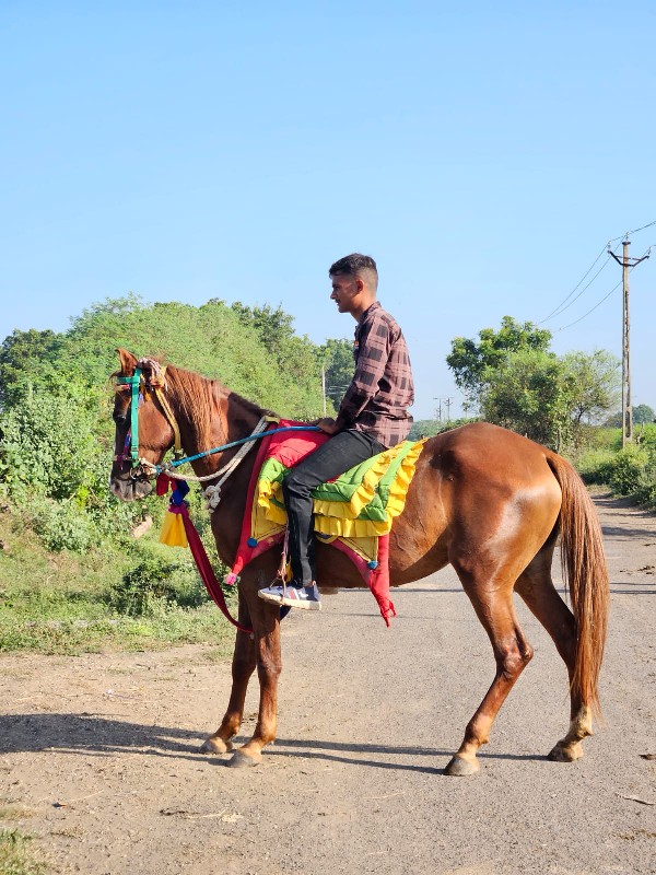 ઘોડી