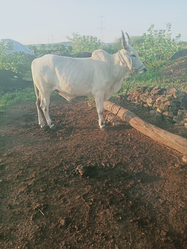 બળદ વેચવાનો છે