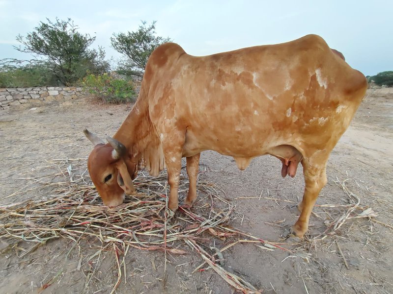 ગાય વેચવાની સે