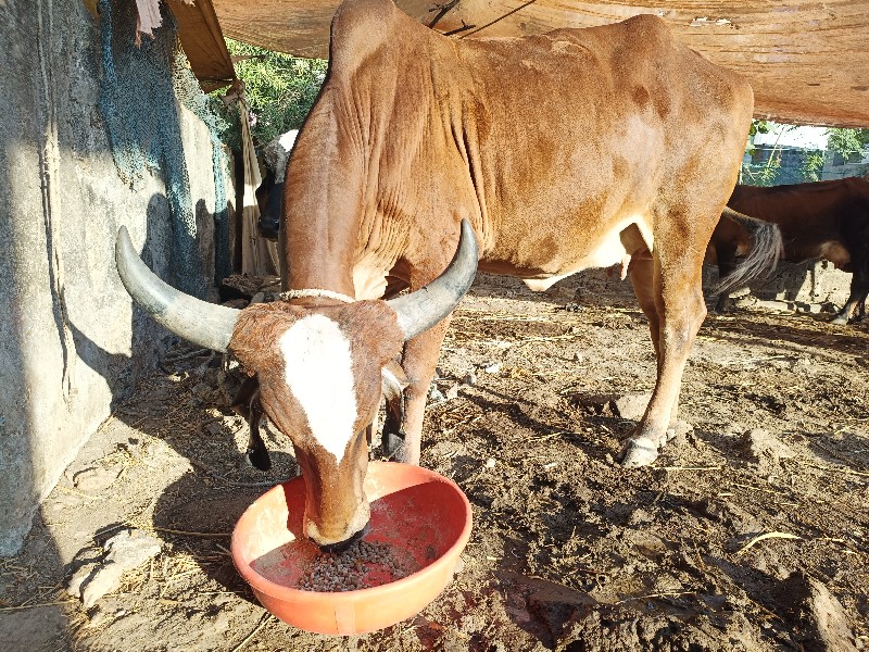 ગાયને હોડકી વેચ...