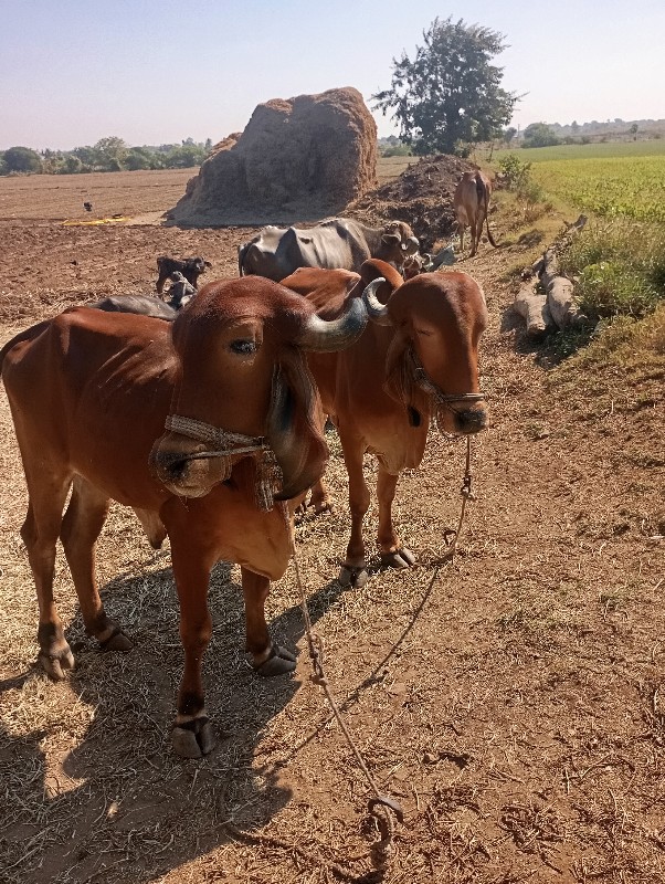 બળદ વેચવાના છે