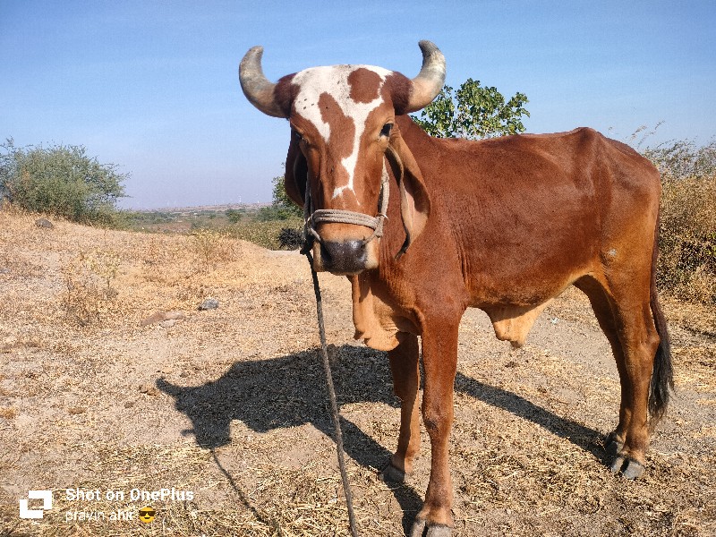 ગોઢલો વેચવા નો...