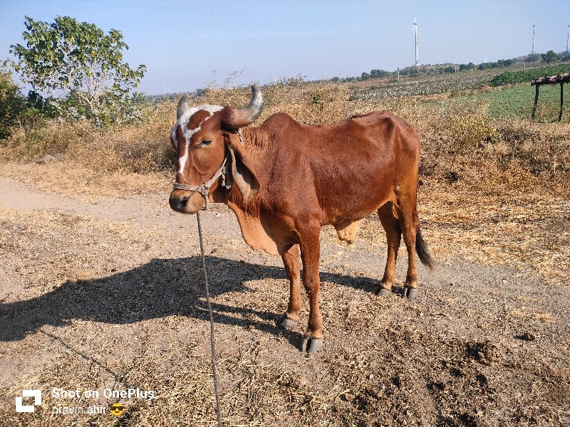 ગોઢલો વેચવાનો છ...