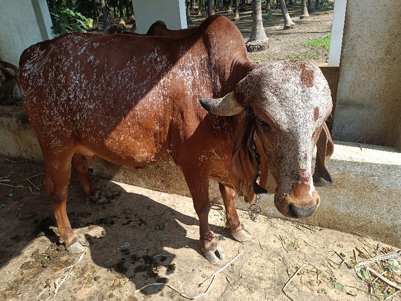 ગીર હોળકી વેચવા...