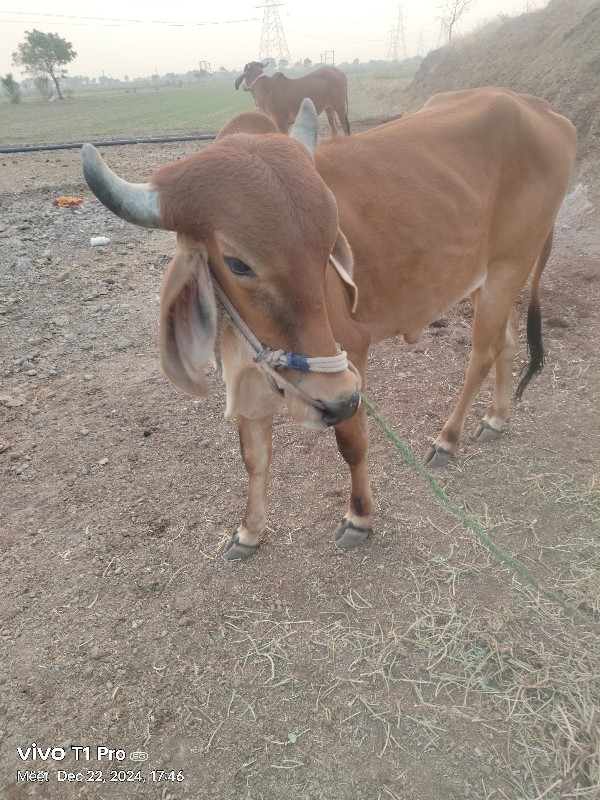 ગોદલો વેચવા નો...