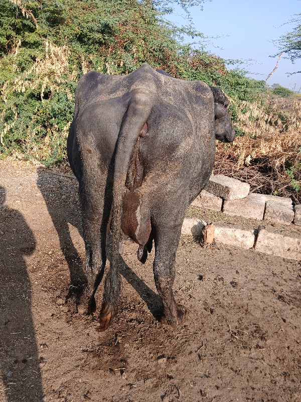 ભેંસ વેચવાની છે