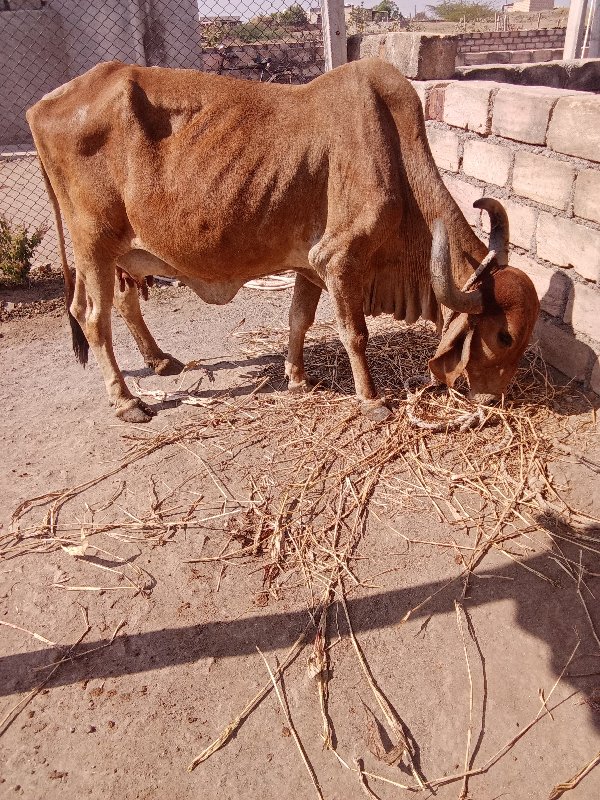 ગાય વેચવાની છે