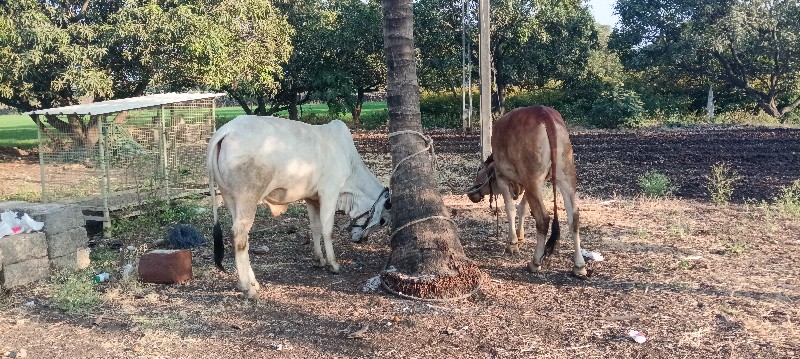 ગોઢલા