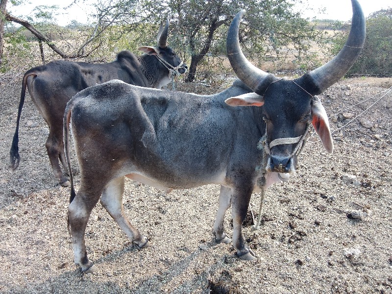 ધોઢલા વેચવાનાછૈ