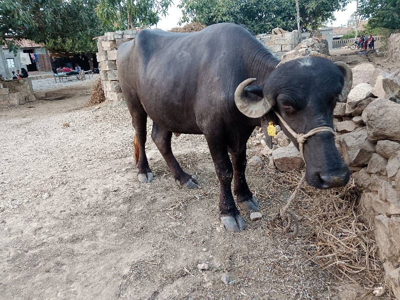 ખડૅલી વૅચવાની છ...