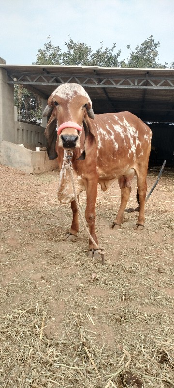 ગાય બેસવાની છે