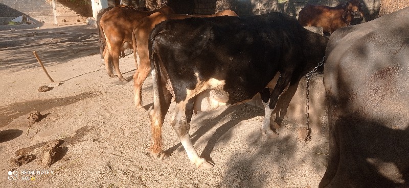 જરસી  ગાય વેચવા...