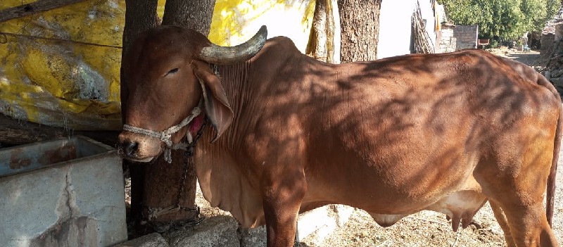 ગાઈ વેશવાની સે