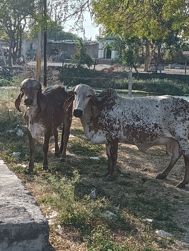 ગીર ગાય વેશવા ન...