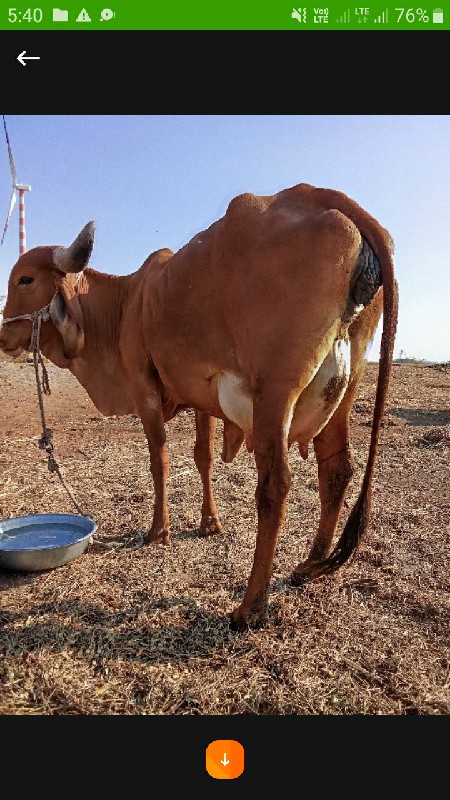 હોડકી વેચવાની પ...