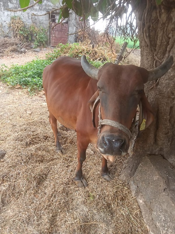 ગાય વેચવાની છે