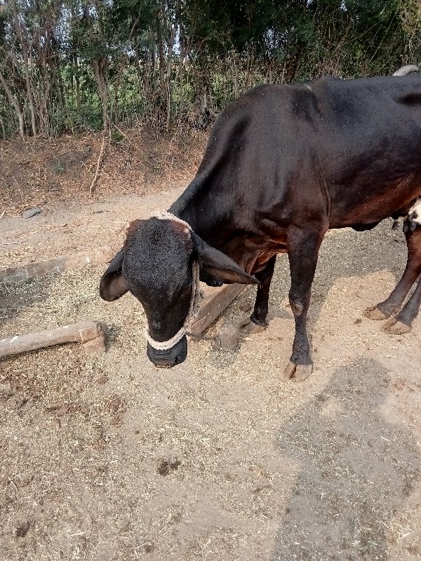 ગાય વેચવા ની છે