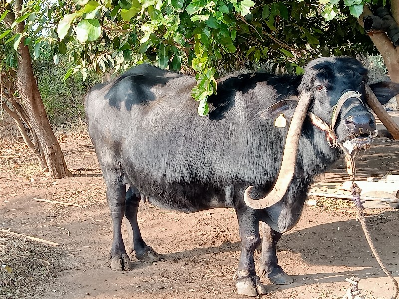 ભેંસ વેચવાની છે