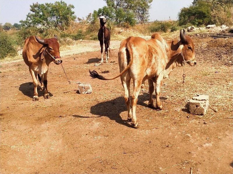 ગોધલા વેસવાનાસે