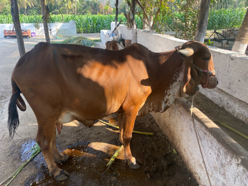 ગાય વેસવાની છે