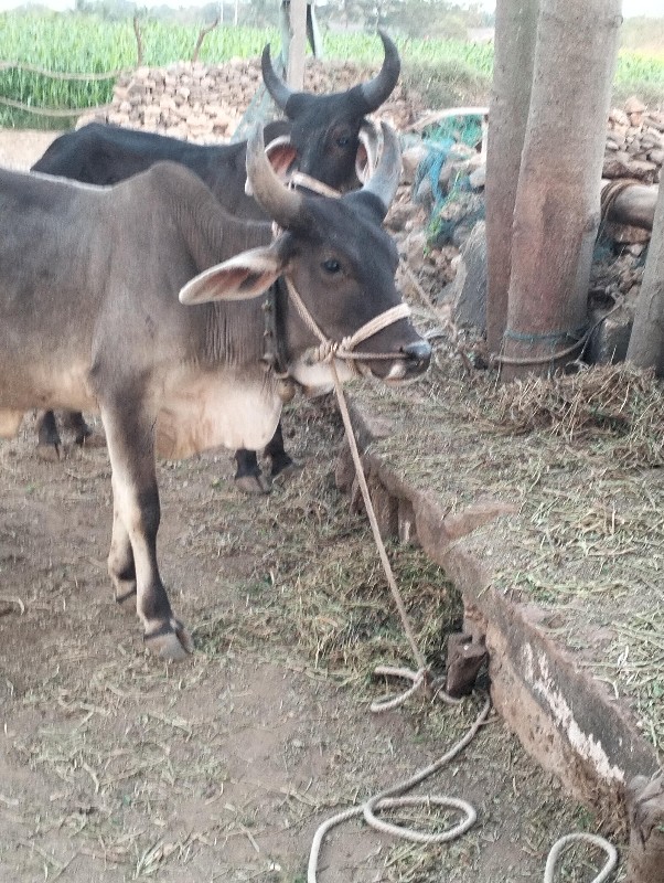 vasada vesavana...