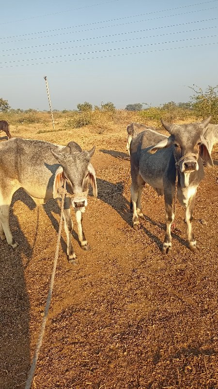 દાંત કરા નથી