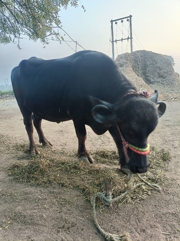 બીજું વેતર વ્યા...