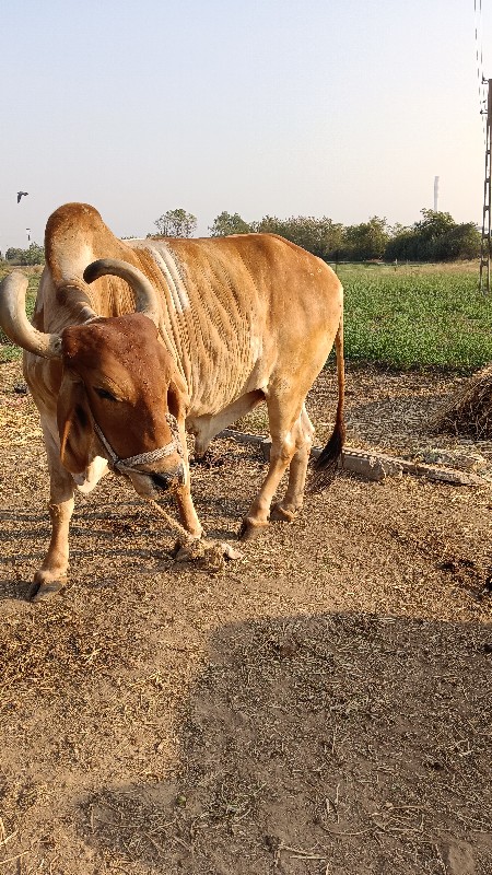 બળદ વેચવાનો છે...