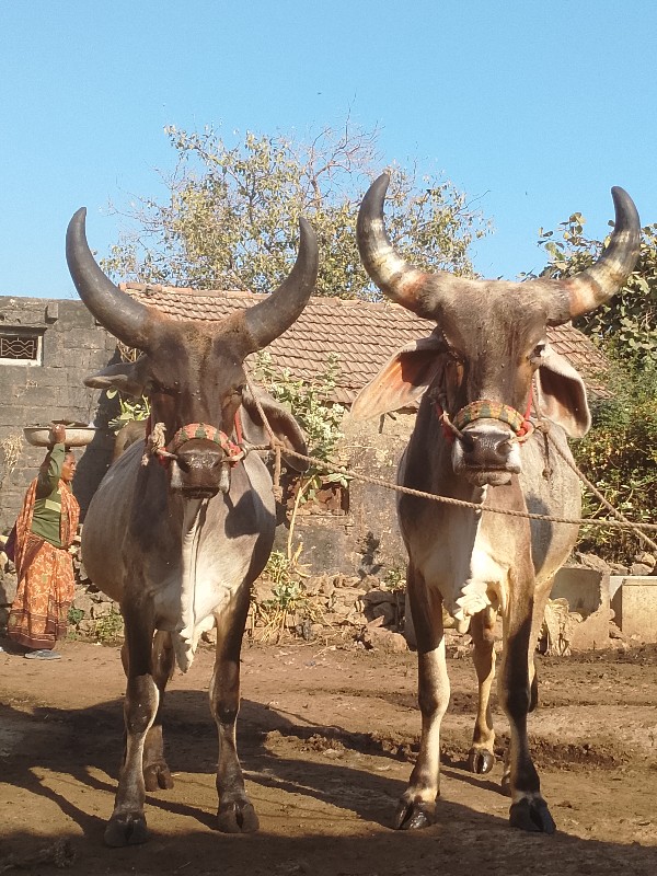 ઘોઢલા વેચવાના છ...