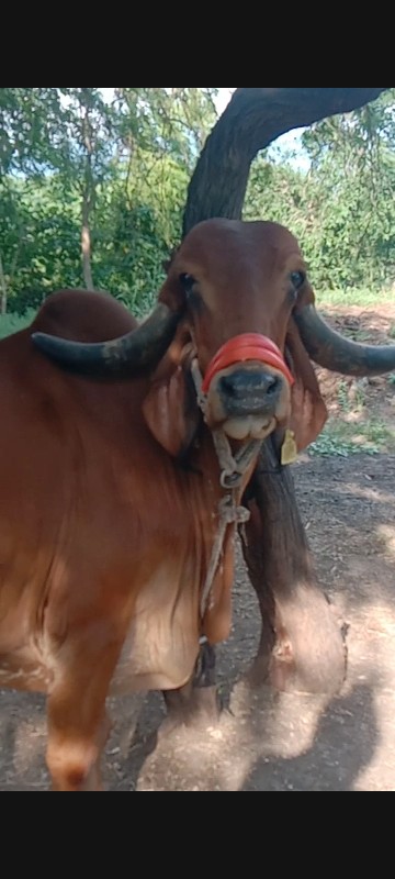 ગીર ગાય વેચવાની...