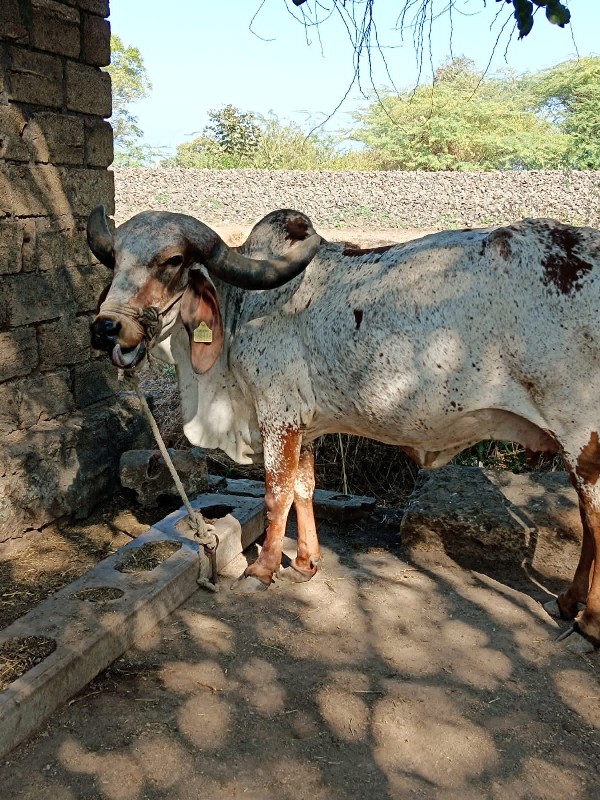 ગાય