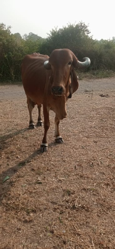 ગાય વેચવાની છે